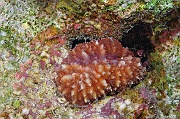 Blastomussa wellsi scle-Safaga Tobia kebir-9m-20171120-Denis-ADER-DSC_3195_tn